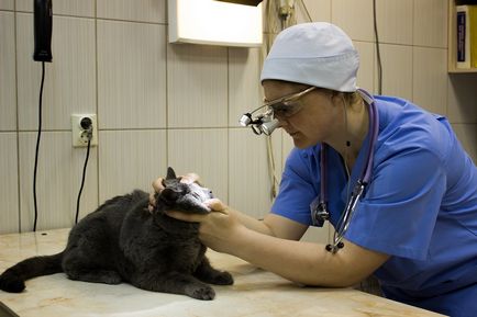 Слепота при котките причинява и грижи за тези животни, видео