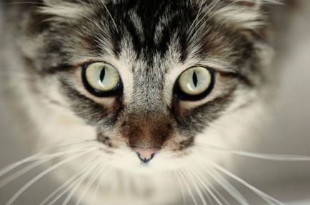 Слепота при котки - симптоми и причини