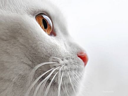 Слепота при котки - симптоми и причини
