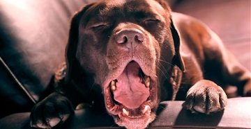 кихане кучето и изсумтява от лечение сопол, хрема и кашлица