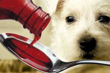 кихане кучето и изсумтява от лечение сопол, хрема и кашлица