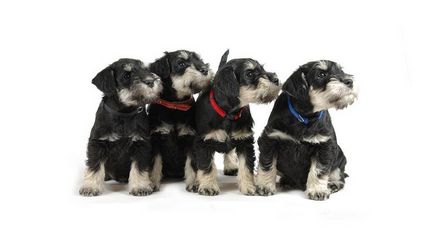 Шнауцер куче порода описание, снимки, цената на кученцата, прегледи