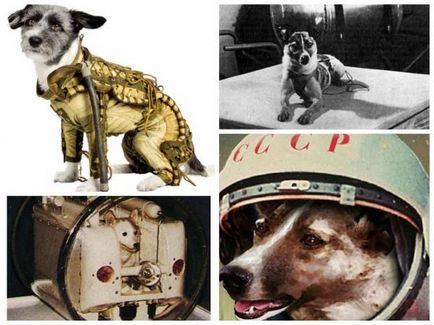 Кучета, които са били в космоса