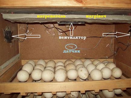 Температурата в инкубатора за люпене на яйца оптимална влажност