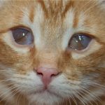 Трети клепач в котка предизвиква и лечение в дома със снимки, kotizm