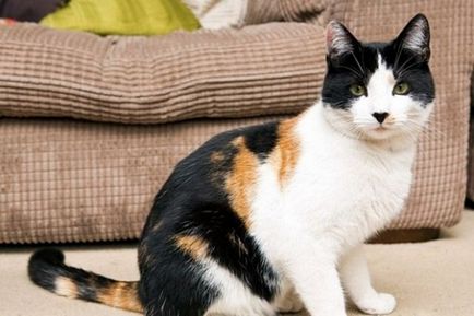 Calico котка - признаци на хора (в къщата, дойде с различни очи)