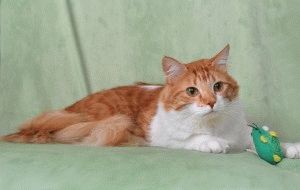 Турска ангорска котка - описание порода, снимки, характер, цена, видео, уеб сайт 