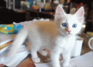 Турска ангорска котка - описание порода, снимки, характер, цена, видео, уеб сайт 