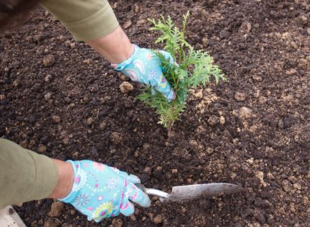 Arborvitae расте семена за посев