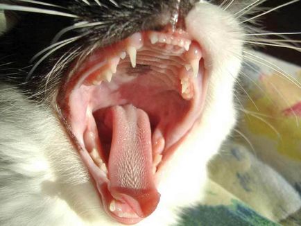 Котката падна зъби как да се хранят в живота кълнове