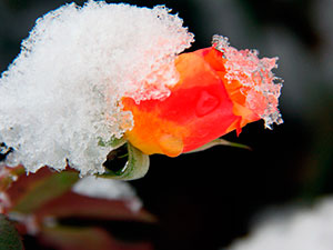 Shelter рози за зимна резитба рози есента (в м