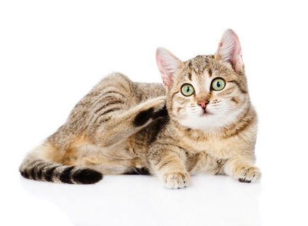 Ухото акари котки - е опасно за хората