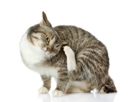 Ухото акари котки - е опасно за хората