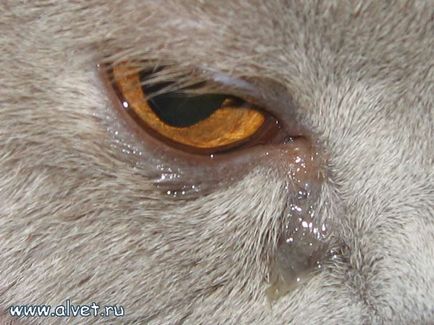 освобождаване от отговорност на очите при котките възможни причини и лечение