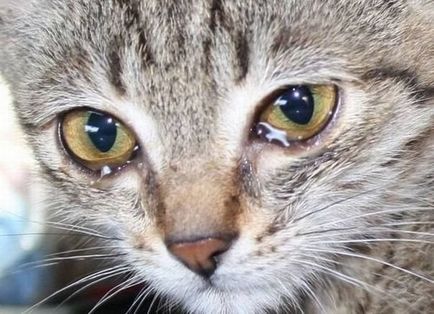 освобождаване от отговорност на очите при котките възможни причини и лечение