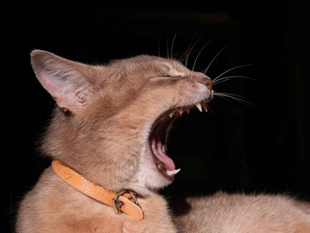 Fall котките зъби и защо