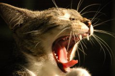 загуба на зъби при котките