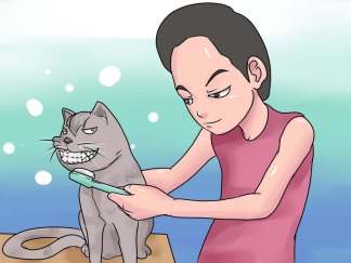 загуба на зъби при котките