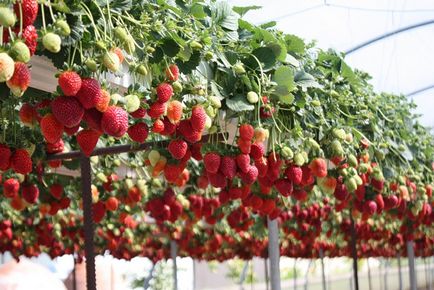 отглеждането на ягоди в оранжерии да расте като опрашването на горска ягода, видео по-добре, тъй като поликарбонат