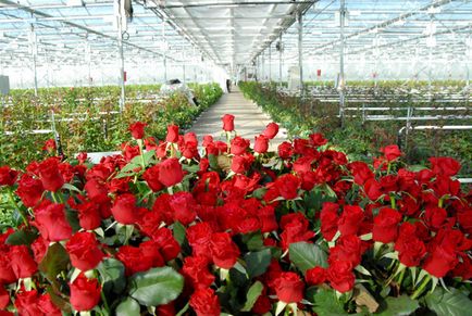 Отглеждане на рози за продажба в оранжерия в открито поле