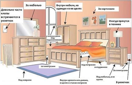 Апартаментът се появи дървеници - какво да правя (там) Апартаментът се появи дървеници - какво да правя