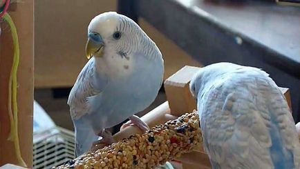 Вълнообразен папагал заболяване, симптоми и лечение със снимки и видео