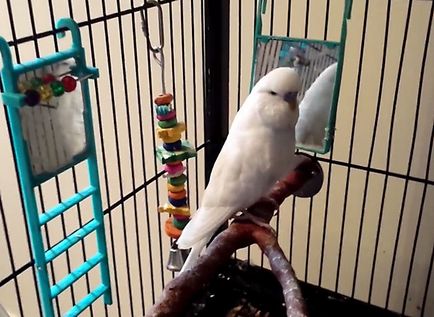 Вълнообразен папагал заболяване, симптоми и лечение със снимки и видео