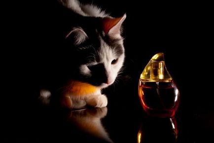 Ароматите, които не могат да понасят котки и котки не обичат това, което мирише