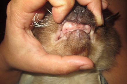 Зъби на възрастни котки като техните различни възрасти, как да се грижи за зъбите на котката, защо животното