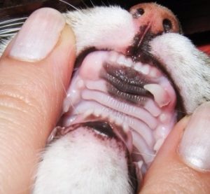 Зъби на възрастни котки като техните различни възрасти, как да се грижи за зъбите на котката, защо животното