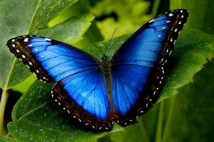 10 най-необичайни суеверия за пеперуди