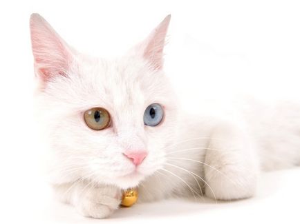 10 уникални факти за Ван котката (снимка)