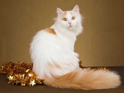 10 уникални факти за Ван котката (снимка)