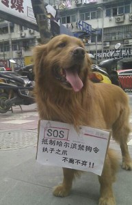 20 факти за кучета и кучешко месо в Китай