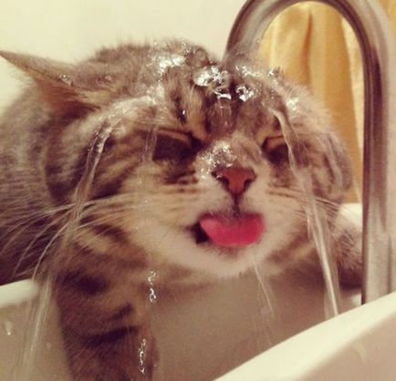26 Смешни котки, които обичат да плуват