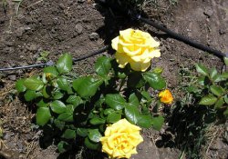 7 Тайните на поливане на розите