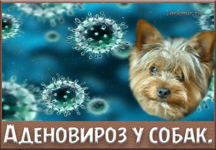 Adenoviroz при кучета, причини, симптоми, лечение