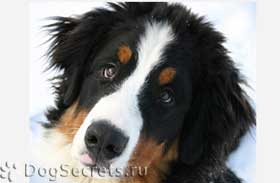 Adenoviroz в кучета симптоми, лечение, профилактика