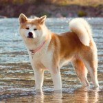 Акита Inu куче снимка, цена, описание порода, характер, видео - моят пазител