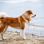 Акита Inu куче снимка, цена, описание порода, характер, видео - моят пазител