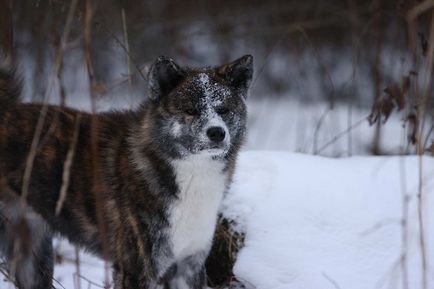 Акита Inu, лоялен Hachiko