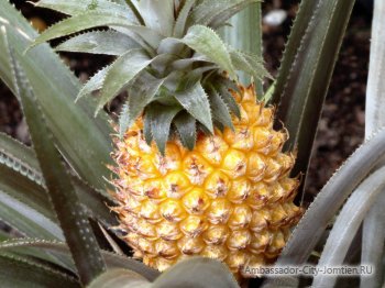 описание Ананас, полезни свойства и съхранение, как да се хранят от ананас