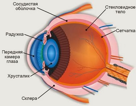 Анатомичният структурата на човешкото око