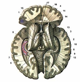 Анатомия на мозъка 2