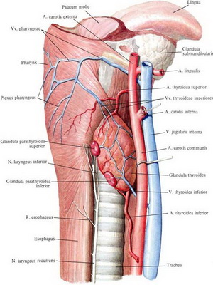 Щитовидната снимка анатомия, където на щитовидната жлеза и неговата структура