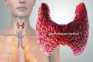 Щитовидната снимка анатомия, където на щитовидната жлеза и неговата структура