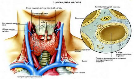 Щитовидната снимка анатомия, където на щитовидната жлеза и неговата структура