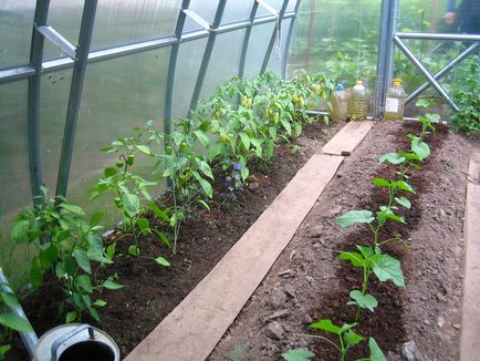 Сините домати и чушки в оранжерия като растение и да растат заедно като формиране, независимо дали