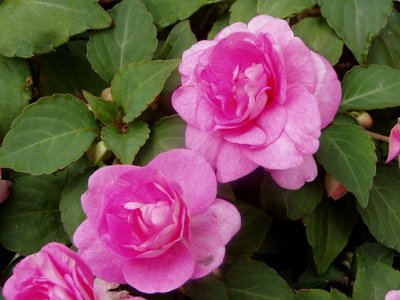 Impatiens - цвете стая родината, описание, снимка