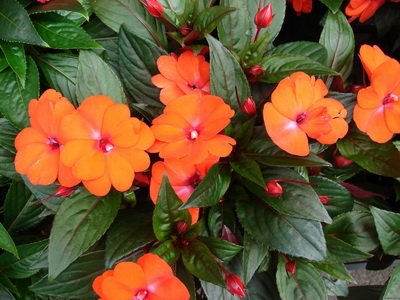 Impatiens - цвете стая родината, описание, снимка